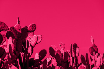 Pink cacti on a pink background. Processing in the style of pop art. Copy paste