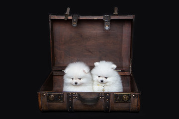 zwergspitz, pomeranian, welpen