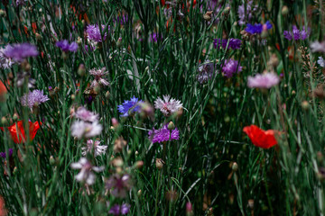 summer meadow with red poppies