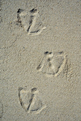 footprints of a duck in the sand on the beach