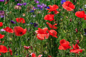 summer meadow with red poppies