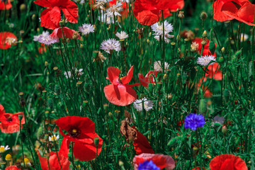 Fototapeta na wymiar summer meadow with red poppies
