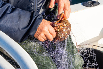 Fisherman removing a spider crab from a net in Brittany