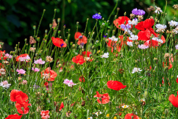 Obraz premium summer meadow with red poppies