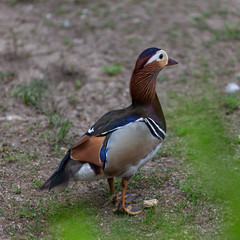 Duck at Askhania Nova, Kherson, Ukraine