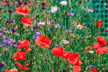 summer meadow with red poppies