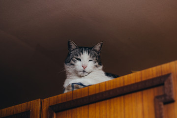 Beautiful male cat lying on the top of wardrobe, close to ceiling, sleepy look at camera