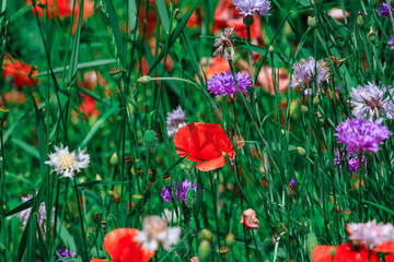 Obraz premium summer meadow with red poppies