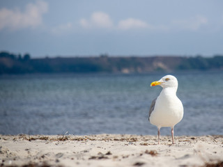 Möwe an der Ostsee