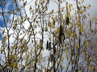 Hazel Blossom