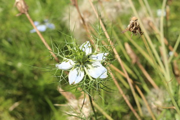 "Nigella" flower (or Black Caraway, Black Cumin, Fennel Flower, Kalonji) in St. Gallen, Switzerland. Its Latin name is Nigella Sativa, native to Southwest Asia.