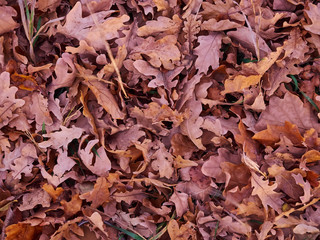 Autumn leaves ground dry background texture