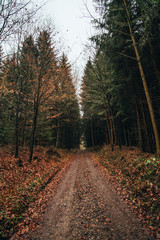 Path in forest during autumn, Czech Republic