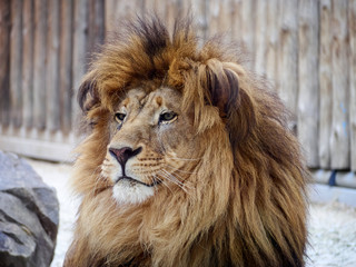Lion portrait mane predator zoo