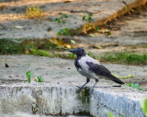 Crow gray white black background zoo park