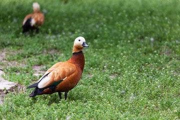 Duck at Askhania Nova, Kherson, Ukraine