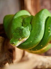 Tree Python green snake serpent on a branch zoo