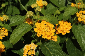 Yellow hybrid "Tickberry" flowers (or Wild-sage, Red-sage, White-sage, Big-sage) in St. Gallen, Switzerland. Its Latin name is Lantana Camara Goldsonne (Goldsun).