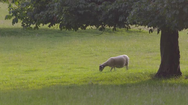 Medium low angle still shot of one ewe grazing in tall green grass field near a tree Derbyshire, UK