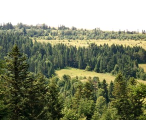 Summer in the forest 