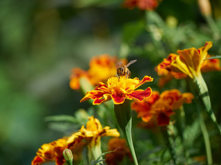 Bee on yellow red orange flower