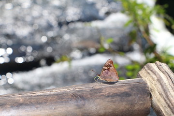butterfly on branch
