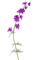 Fototapeta na wymiar Violet flower of wild delphinium, larkspur flower, isolated on white background