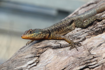 lizard