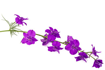 Fototapeta na wymiar Violet flower of wild delphinium, larkspur flower, isolated on white background