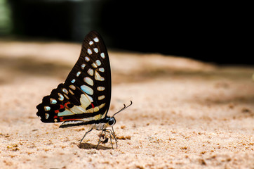 butterfly on leaf