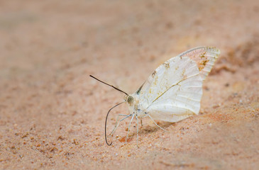  Beautiful butterfly on the sand