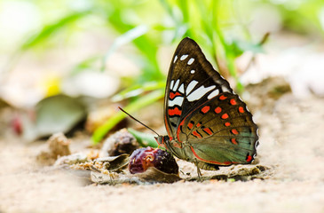 Beautiful butterflies for breakfast