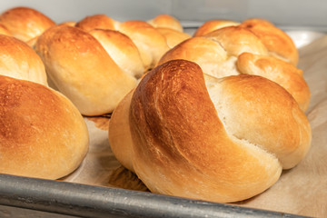Homemade yeast buns tied up in a knot. Traditional Swiss bread recipe called Zopf or Butterzopf....