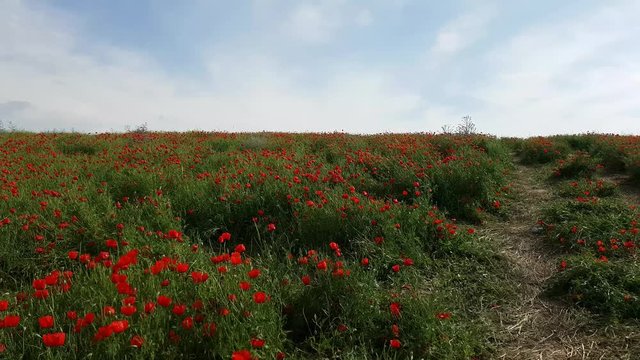 Poppy blossom field beautiful nature background. Flowers winding on the wild meadow countryside