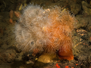 Naklejka na ściany i meble couple sea anemones in white sea