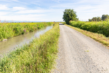 gravel road and an irrigation canal through rice fields next to San Germano Vercellese, province of Vercelli, Piedmont, Italy