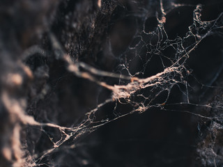 spiders web