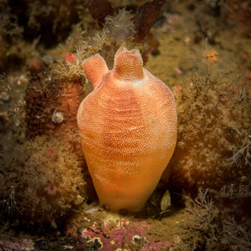 ascidia on the stone