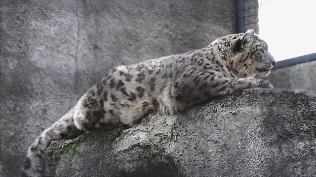 Big wild predatory cat irbis, snow leopard