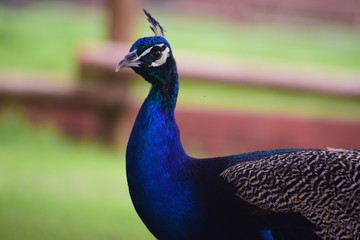 Obraz premium peacock with feathers out