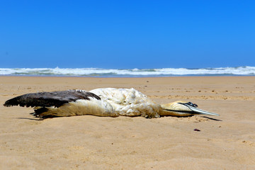 Dead Cape Gannet bird body lying on the beach in South Africa with clear blue sky and space for text