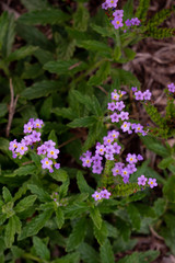 tiny purple garden flowers in bloom