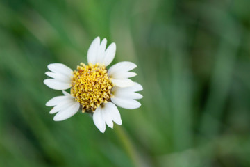 Obraz premium Wild Daisy on blur background..