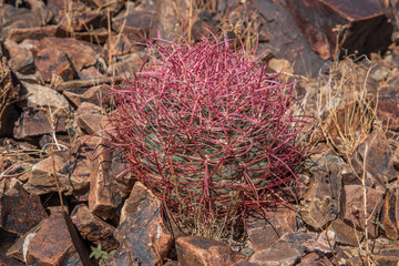 Desert Tree Cactus