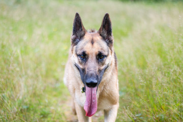 Fototapeta premium A beautiful German Shepherd dog running towards the owner smiling with her long tongue sticking out and her pointy ears up