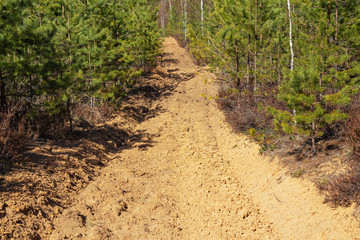 In spring pine forest there is a plot of ploughed land serving to protect the forest from fire.