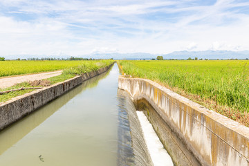 Fototapeta na wymiar irrigation watercourse canal through rice fields next to Olcenengo, province of Vercelli, Piedmont, Italy