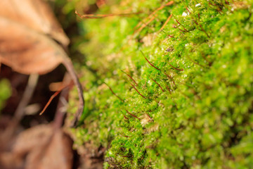 篠栗九大の森　苔　福岡県篠栗町　moss　Fukuokaken Sasaguri town