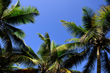 Fototapeta na wymiar Coconut trees, tropical island, clear blue cloudless sky, Puerto Rico