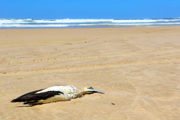 Dead Cape Gannet bird body lying on the beach in South Africa with clear blue sky and space for text